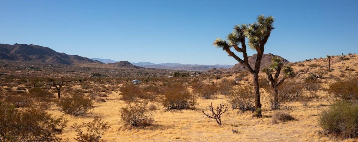 Shelter 1- A Classic- At Joshua Tree Park Entrance Exteriör bild